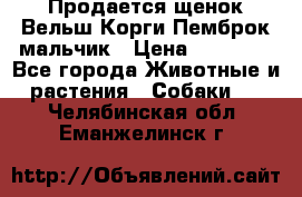 Продается щенок Вельш Корги Пемброк мальчик › Цена ­ 65 000 - Все города Животные и растения » Собаки   . Челябинская обл.,Еманжелинск г.